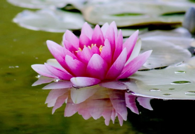 জাতীয় ফুল শাপলা